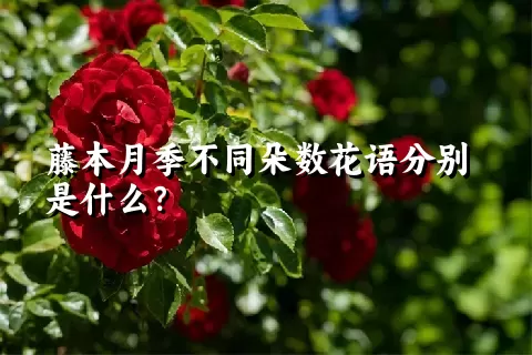 藤本月季不同朵数花语分别是什么？