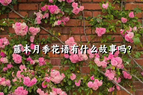 藤本月季花语有什么故事吗？