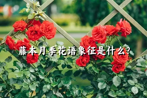 藤本月季花语象征是什么？