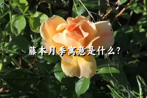 藤本月季寓意是什么？