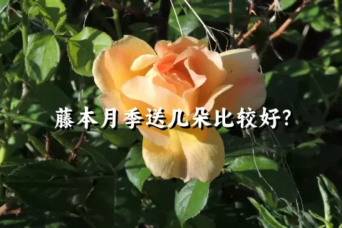 藤本月季送几朵比较好？