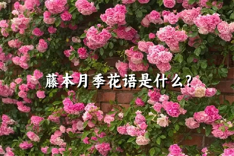 藤本月季花语是什么？