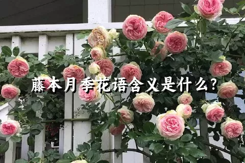 藤本月季花语含义是什么？