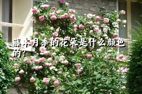 藤本月季的花朵是什么颜色的？