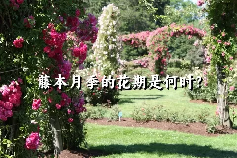 藤本月季的花期是何时？