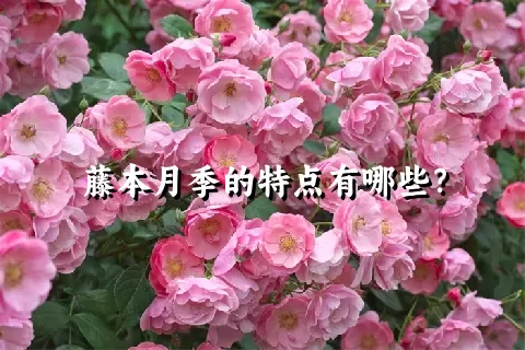 藤本月季的特点有哪些？