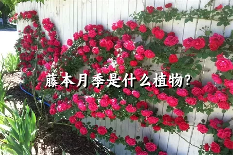 藤本月季是什么植物？