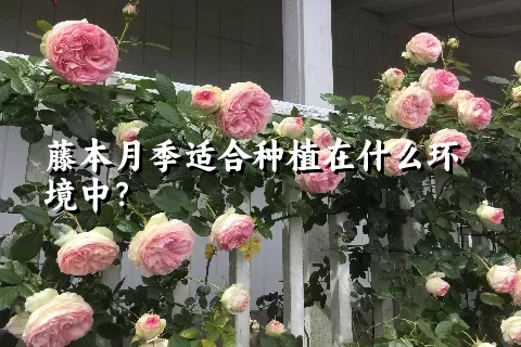 藤本月季适合种植在什么环境中？