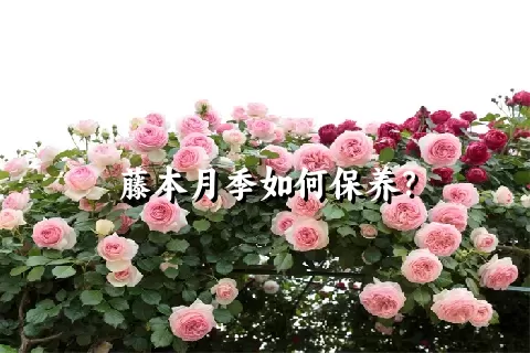 藤本月季如何保养？