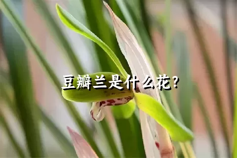 豆瓣兰是什么花？