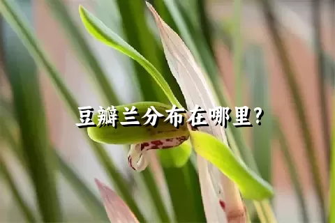 豆瓣兰分布在哪里?