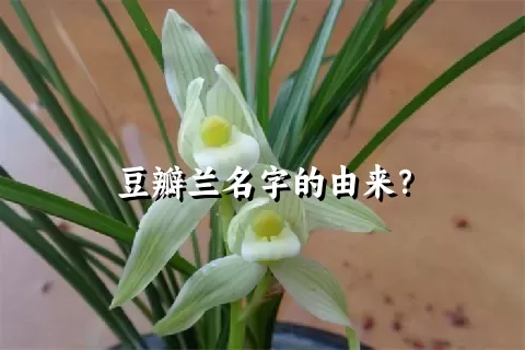 豆瓣兰名字的由来？