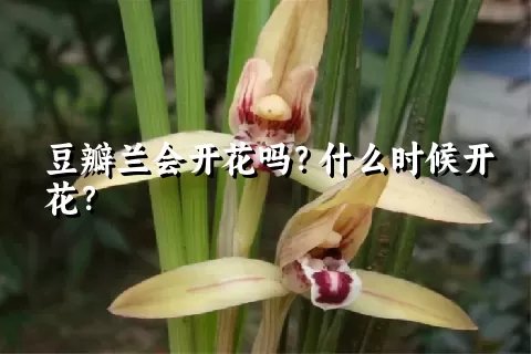 豆瓣兰会开花吗？什么时候开花？