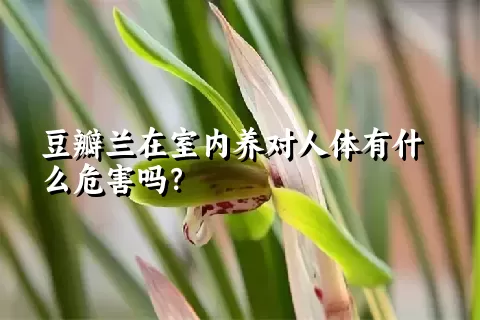 豆瓣兰在室内养对人体有什么危害吗？