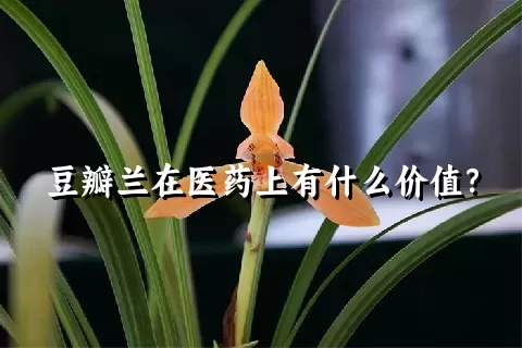 豆瓣兰在医药上有什么价值？