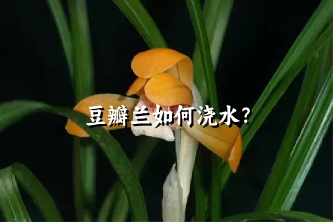 豆瓣兰如何浇水？