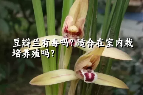 豆瓣兰有毒吗？适合在室内栽培养殖吗？