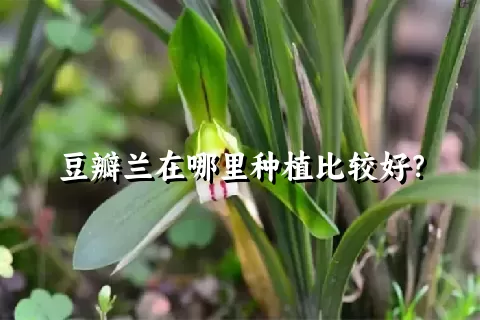 豆瓣兰在哪里种植比较好？