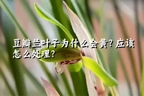 豆瓣兰叶子为什么会黄？应该怎么处理？