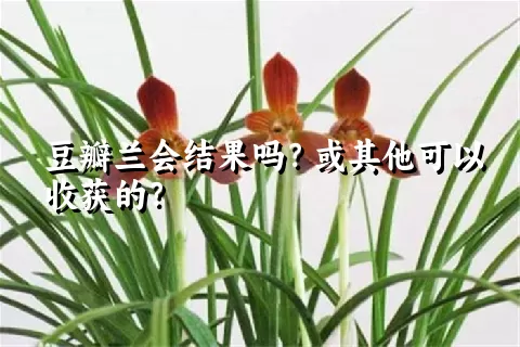 豆瓣兰会结果吗？或其他可以收获的？