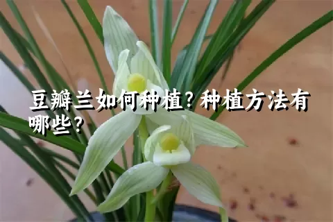 豆瓣兰如何种植？种植方法有哪些？