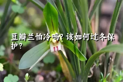 豆瓣兰怕冷吗？该如何过冬保护？