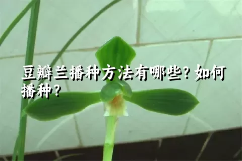 豆瓣兰播种方法有哪些？如何播种？