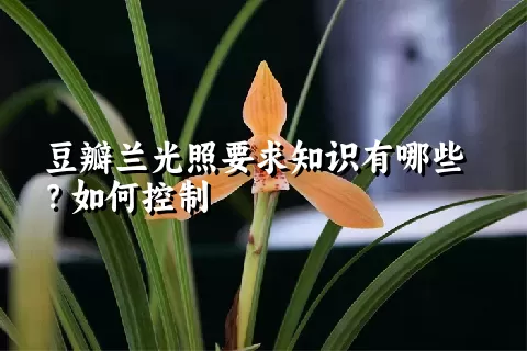 豆瓣兰光照要求知识有哪些？如何控制