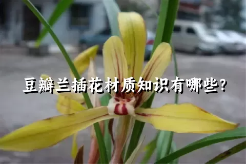 豆瓣兰插花材质知识有哪些？