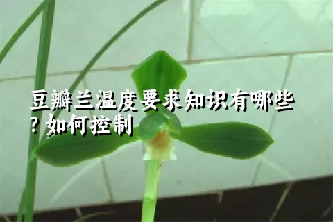 豆瓣兰温度要求知识有哪些？如何控制