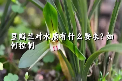 豆瓣兰对水质有什么要求？如何控制