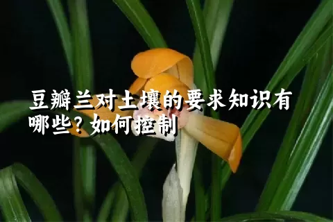 豆瓣兰对土壤的要求知识有哪些？如何控制