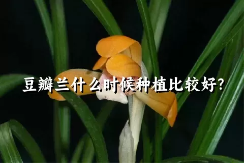 豆瓣兰什么时候种植比较好？