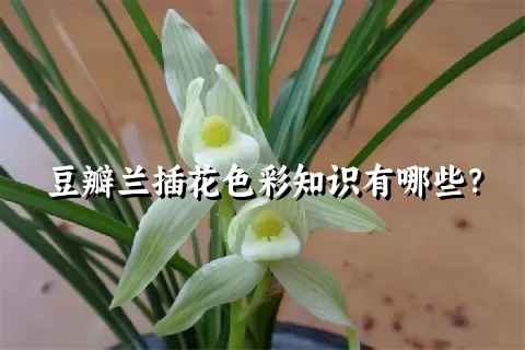 豆瓣兰插花色彩知识有哪些？