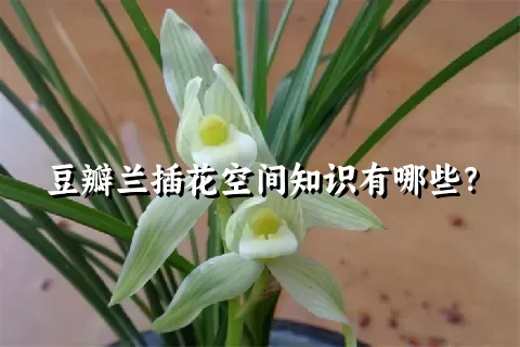 豆瓣兰插花空间知识有哪些？