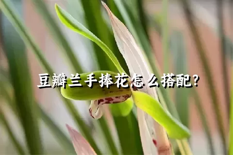 豆瓣兰手捧花怎么搭配？