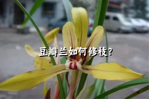 豆瓣兰如何修枝？