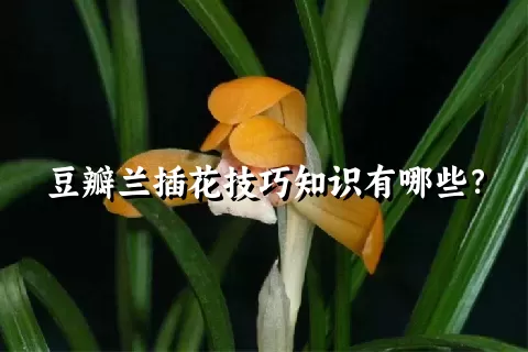 豆瓣兰插花技巧知识有哪些？