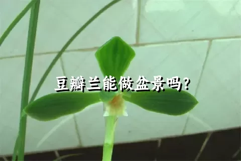 豆瓣兰能做盆景吗？