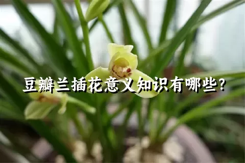 豆瓣兰插花意义知识有哪些？