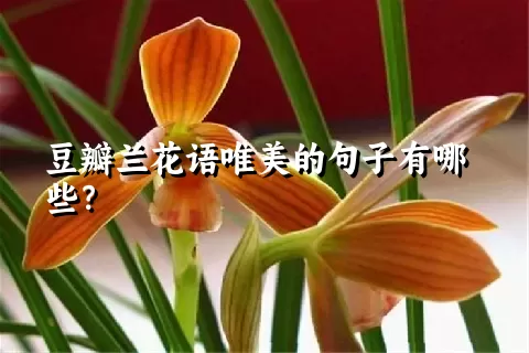 豆瓣兰花语唯美的句子有哪些？