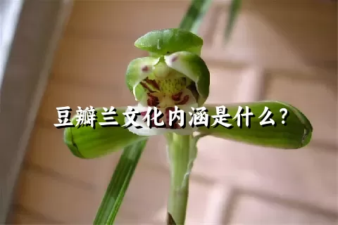 豆瓣兰文化内涵是什么？