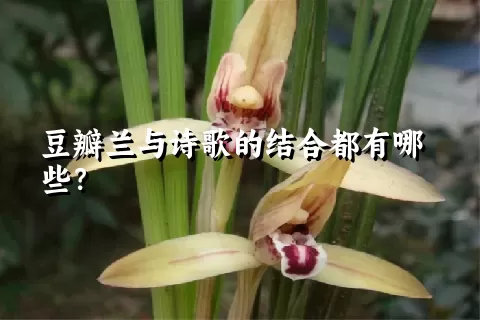 豆瓣兰与诗歌的结合都有哪些？