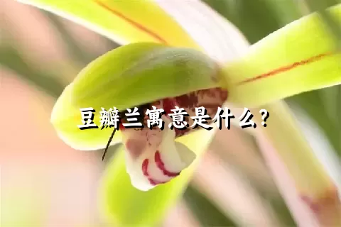 豆瓣兰寓意是什么？