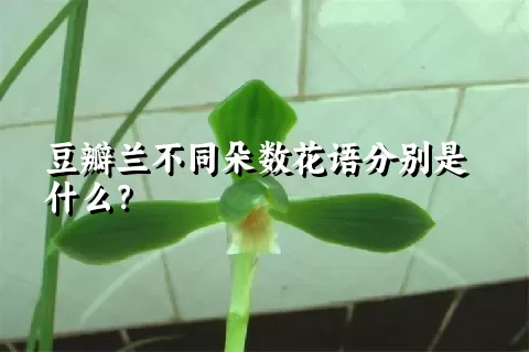 豆瓣兰不同朵数花语分别是什么？