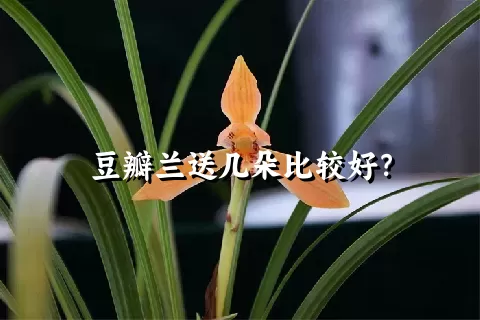 豆瓣兰送几朵比较好？