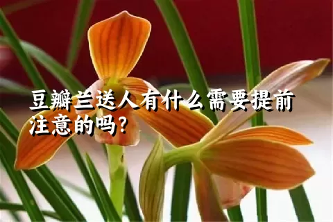 豆瓣兰送人有什么需要提前注意的吗？