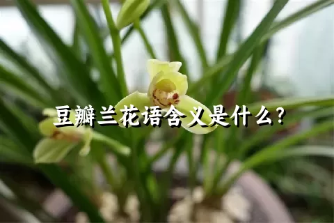 豆瓣兰花语含义是什么？