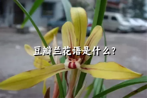 豆瓣兰花语是什么？