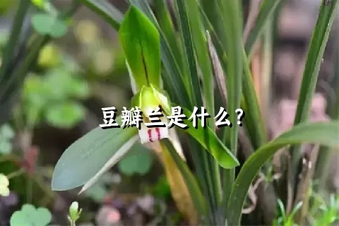 豆瓣兰是什么？